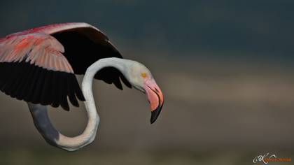 Flamingo