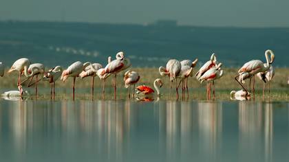 Flamingo