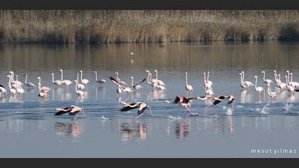 Flamingo