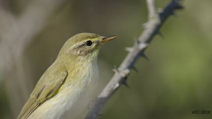 Söğütbülbülü » Willow Warbler » Phylloscopus trochilus
