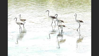 Flamingo