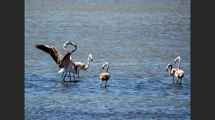 Flamingo