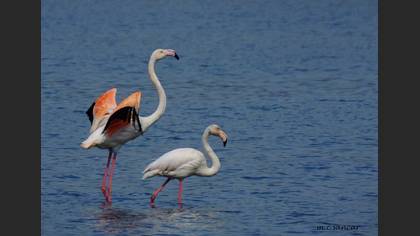 Flamingo