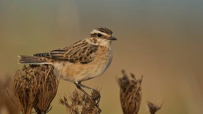Çayır taşkuşu » Whinchat » Saxicola rubetra