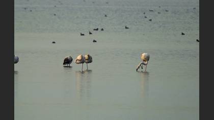 Flamingo