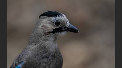 Alakarga