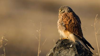 Kerkenez » Common Kestrel » Falco tinnunculus