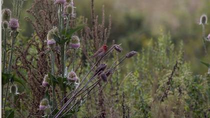 Çütre