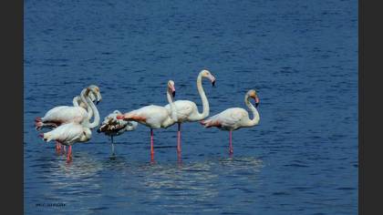Flamingo