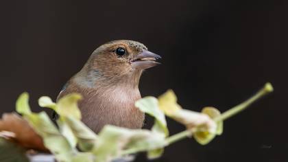 İspinoz » Common Chaffinch » Fringilla coelebs