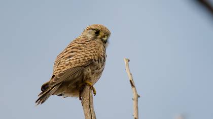 Küçük kerkenez » Lesser Kestrel » Falco naumanni