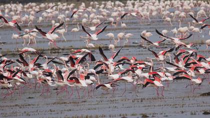 Flamingo