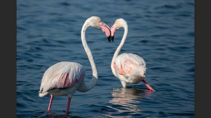 Flamingo