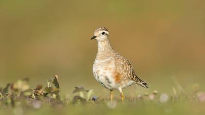 Dağ cılıbıtı