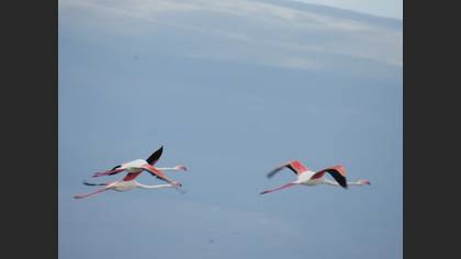 Flamingo