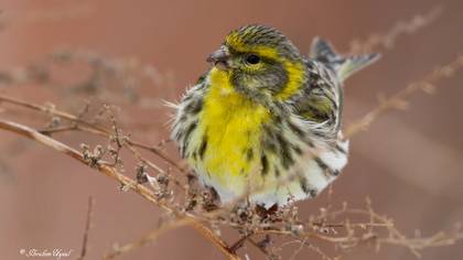 Küçük iskete » European Serin » Serinus serinus
