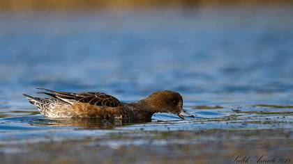 Fiyu