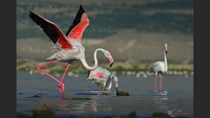 Flamingo