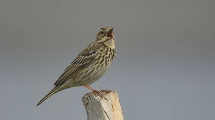 Ağaç incirkuşu