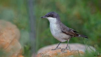 Akgözlü ötleğen » Eastern Orphean Warbler » Sylvia crassirostris