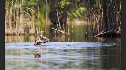 Macar ördeği » Red-crested Pochard » Netta rufina