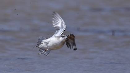 Denizdüdükçünü » Red-necked Phalarope » Phalaropus lobatus