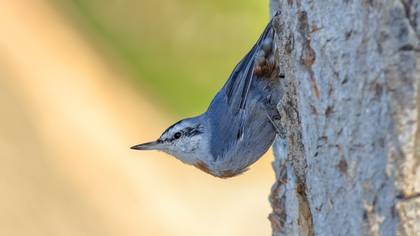 Anadolu sıvacısı