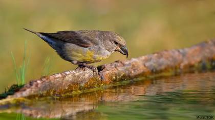 Çaprazgaga » Red Crossbill » Loxia curvirostra