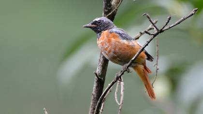 Kızılkuyruk