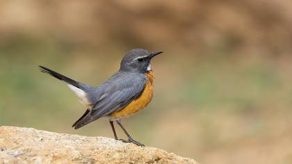 Taşbülbülü