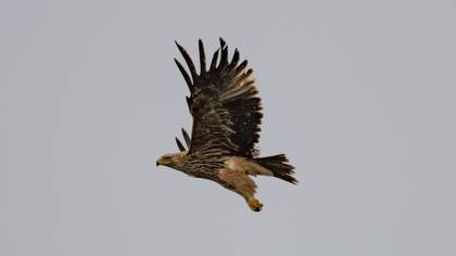 Şah kartal