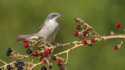 Küçük akgerdanlı ötleğen