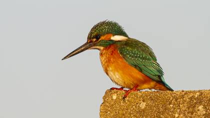 Yalıçapkını » Common Kingfisher » Alcedo atthis