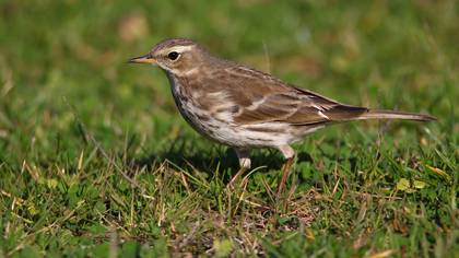 Dağ incirkuşu » Water Pipit » Anthus spinoletta