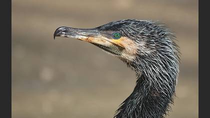 Karabatak