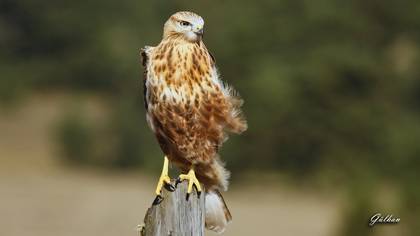 Kızıl şahin » Long-legged Buzzard » Buteo rufinus