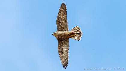 Gök doğan