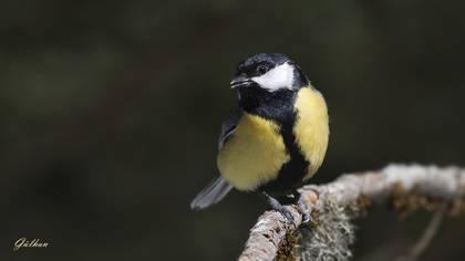 Büyük baştankara » Great Tit » Parus major