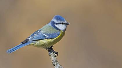 Mavi baştankara