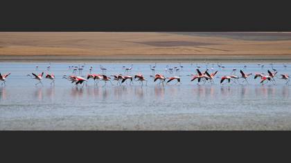 Flamingo