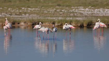 Flamingo