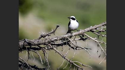 Karakulaklı kuyrukkakan