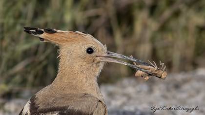 İbibik » Eurasian Hoopoe » Upupa epops