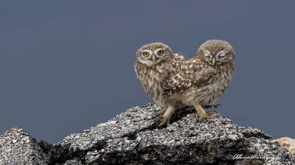 Kukumav » Little Owl » Athene noctua