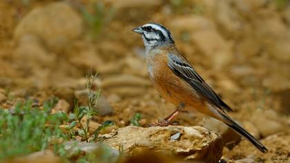Kaya kirazkuşu » Rock Bunting » Emberiza cia