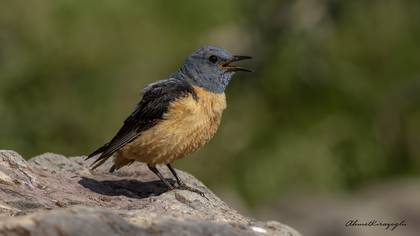 Taşkızılı » Common Rock Thrush » Monticola saxatilis