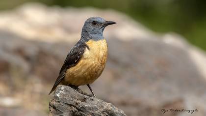 Taşkızılı » Common Rock Thrush » Monticola saxatilis