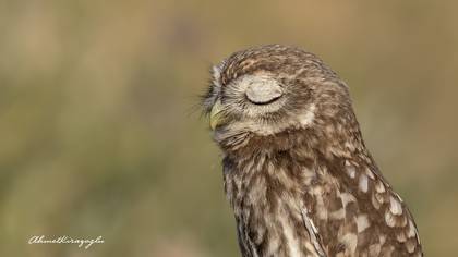 Kukumav » Little Owl » Athene noctua