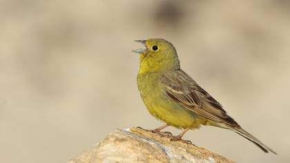 Boz kirazkuşu » Cinereous Bunting » Emberiza cineracea