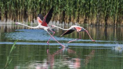 Flamingo
